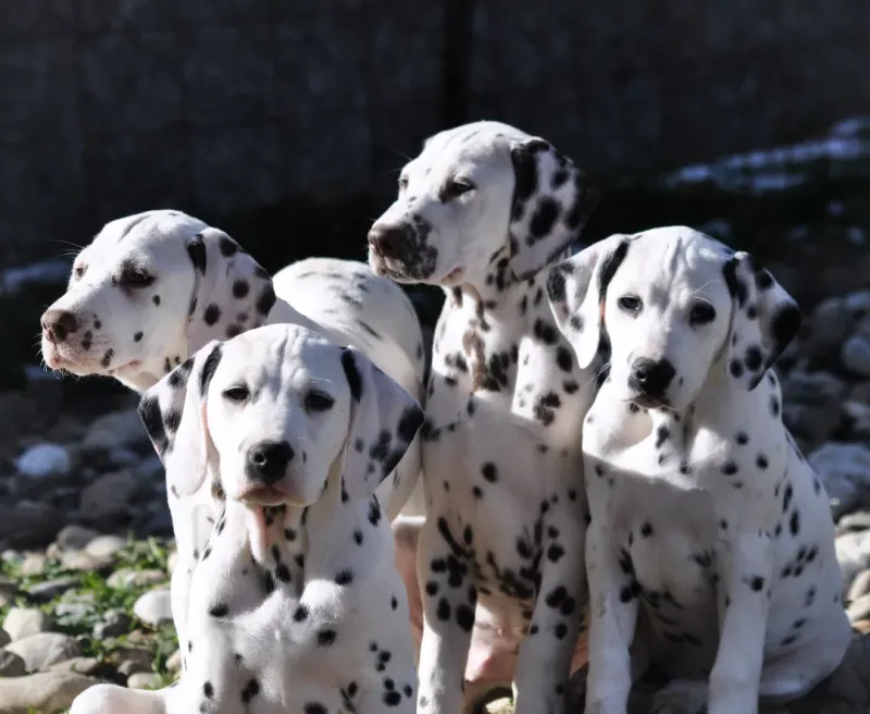 Dalmatian