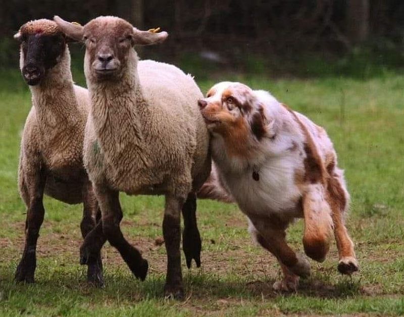 Australian Shepherd