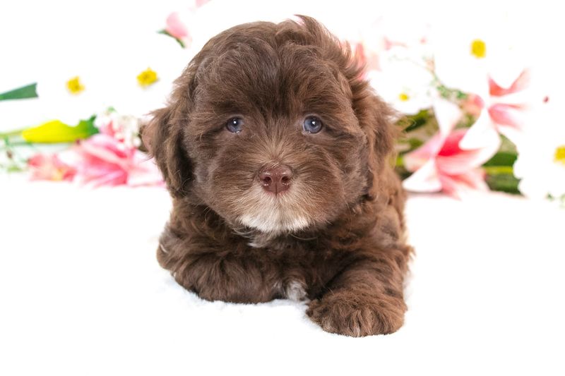 Havanese