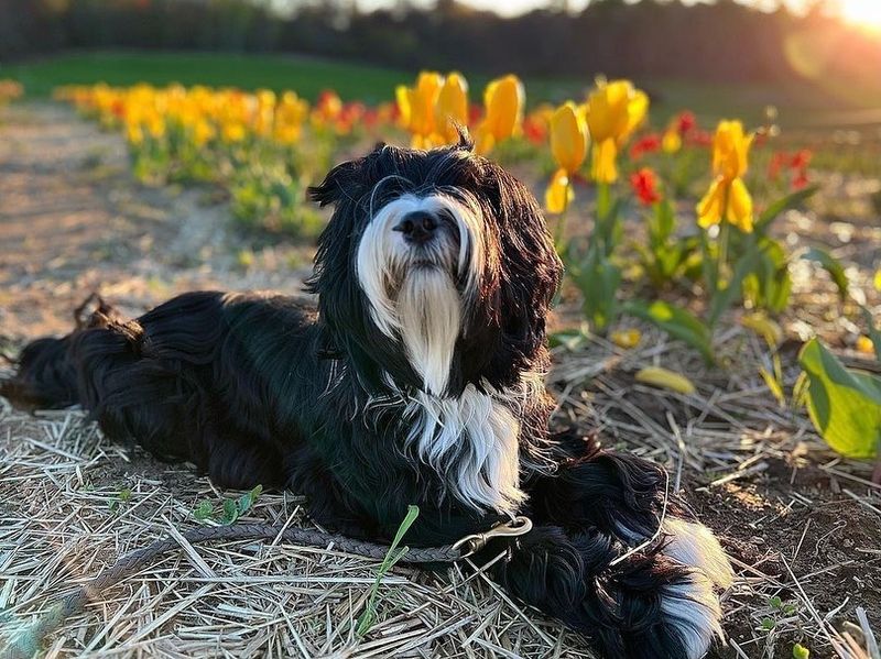 Tibetan Terrier