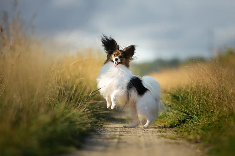 Papillon