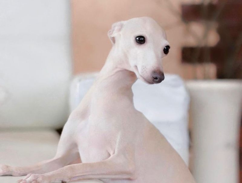 Italian Greyhound