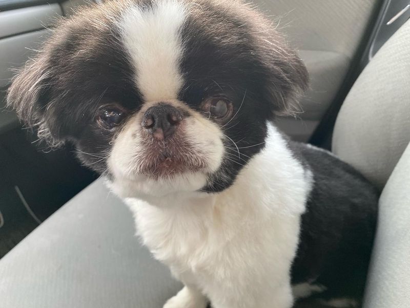 Japanese Chin