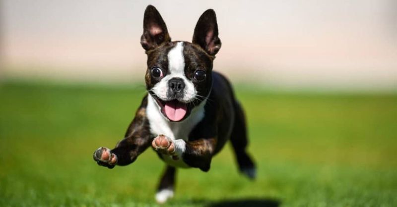 Boston Terrier