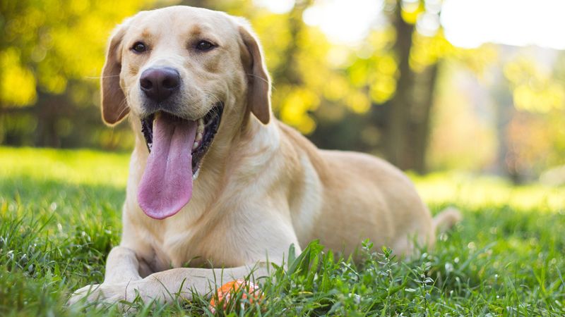 Labrador Retriever