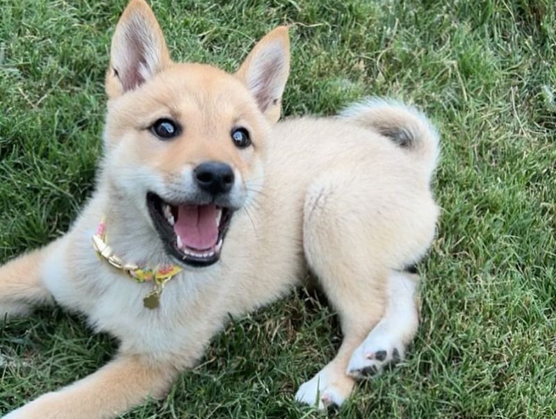 Shiba Inu