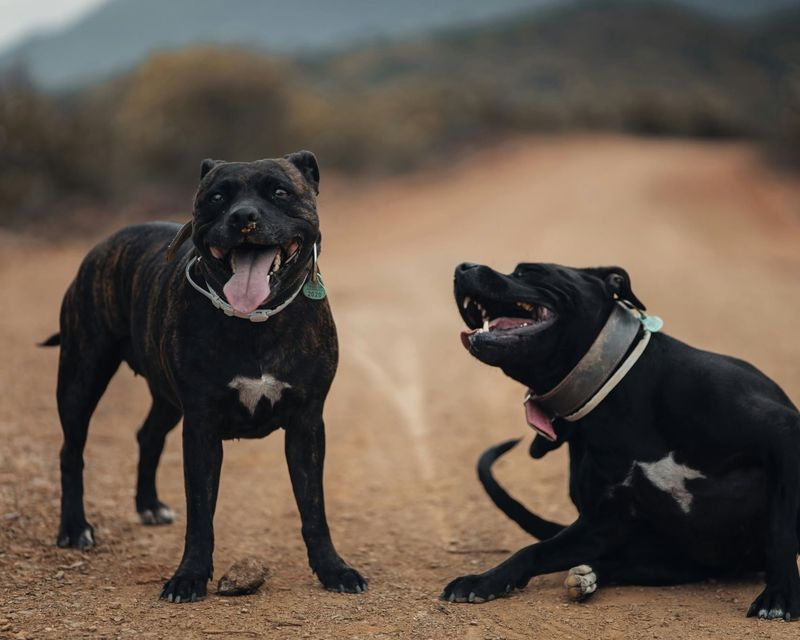 Staffordshire Bull Terrier