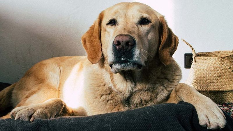 Labrador Retriever