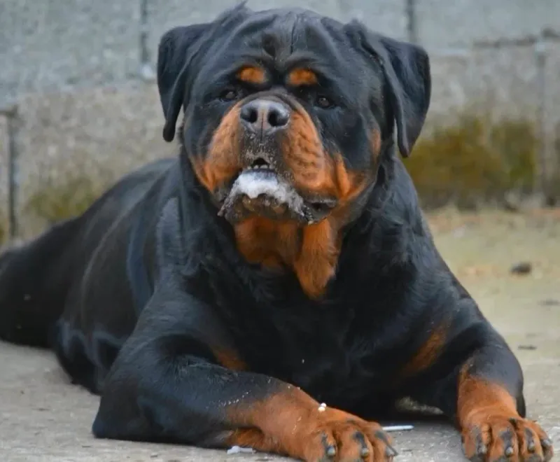 Rottweiler