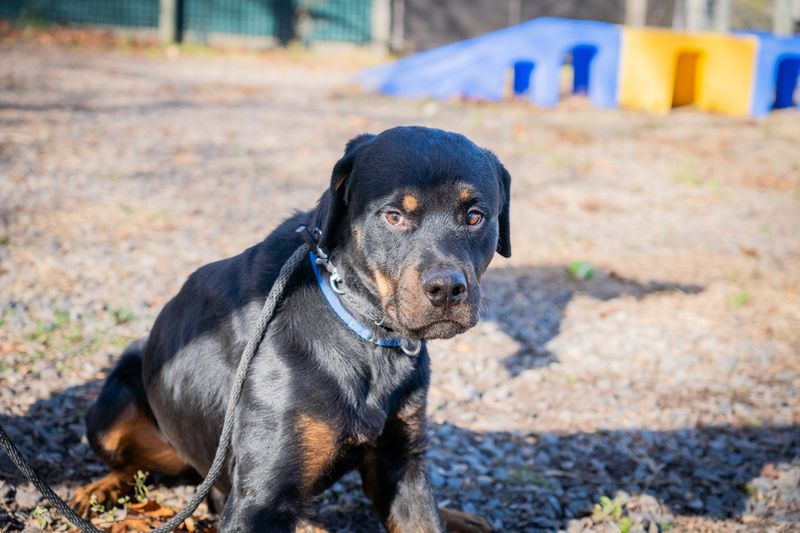 Rottweiler