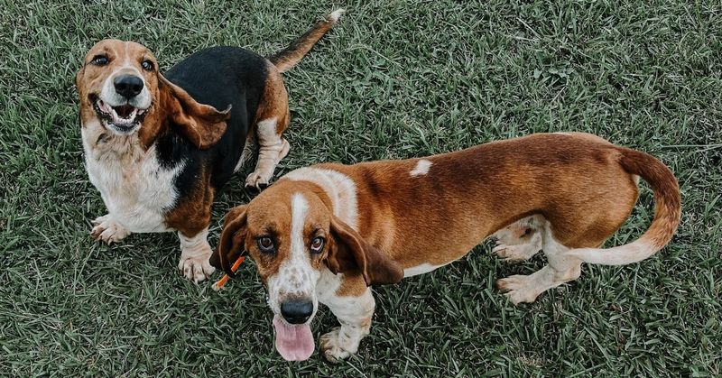 Basset Hound