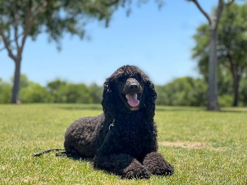 Poodle