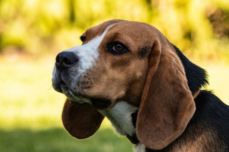 Beagle