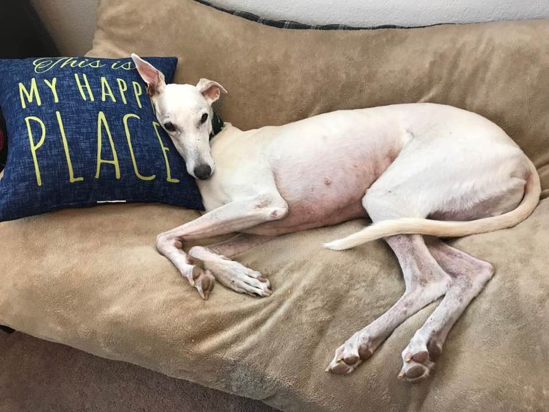 Greyhound