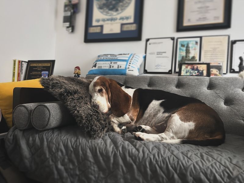 Basset Hound