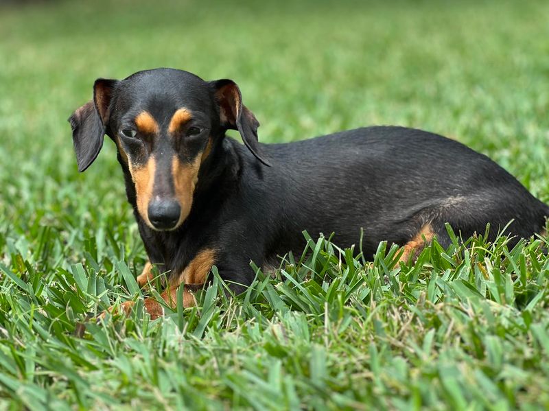 Dachshund
