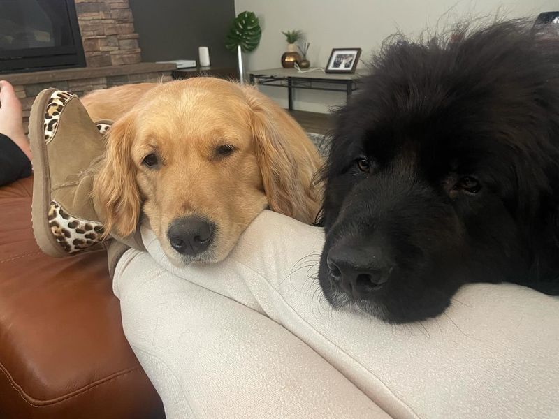 Newfoundland