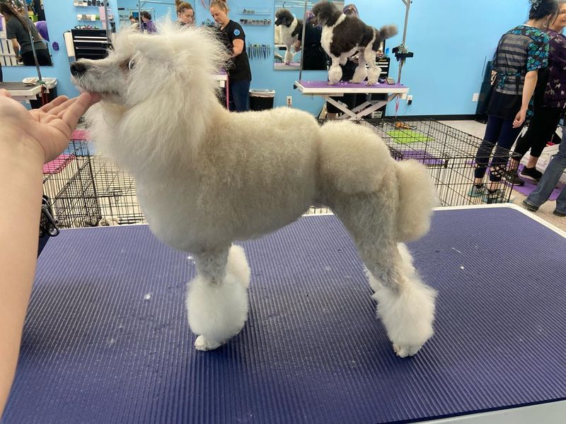 Poodle