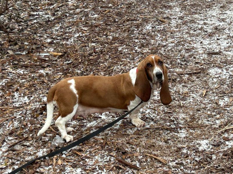 Basset Hound