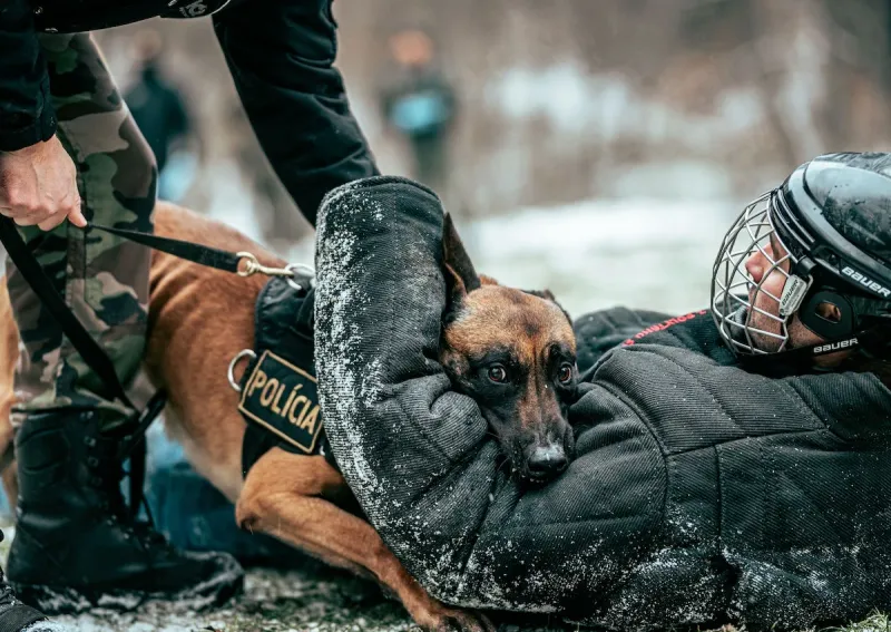 Belgian Malinois