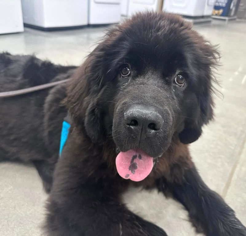 Newfoundland