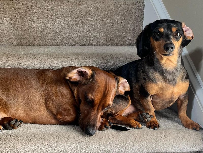 Dachshund