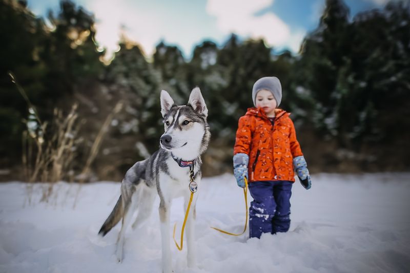 Siberian Husky