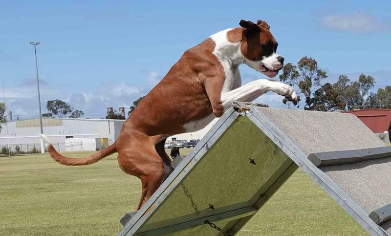 Boxer