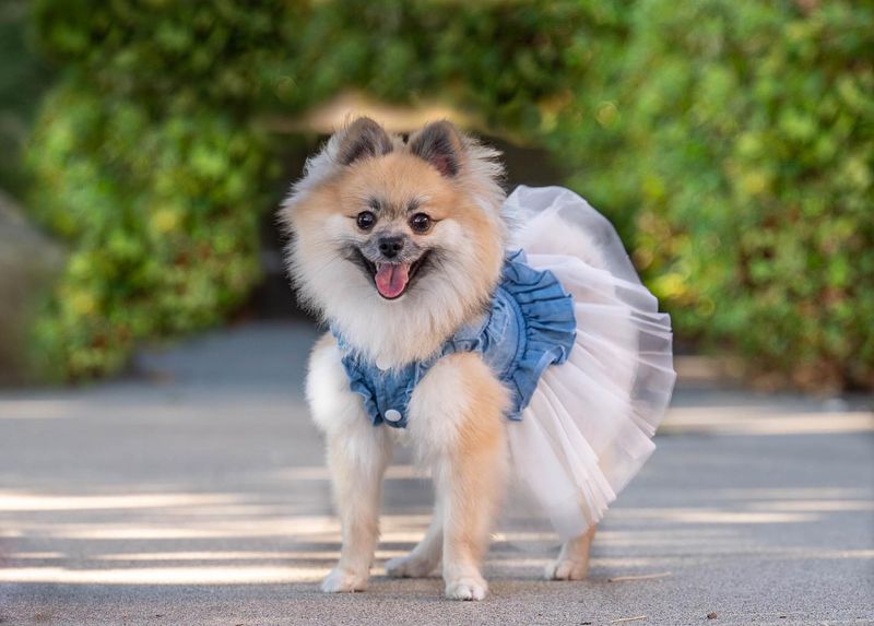 Pomeranian