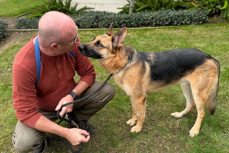 German Shepherd