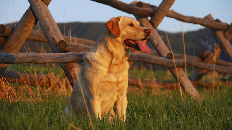 Labrador Retriever