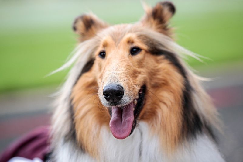 Collie