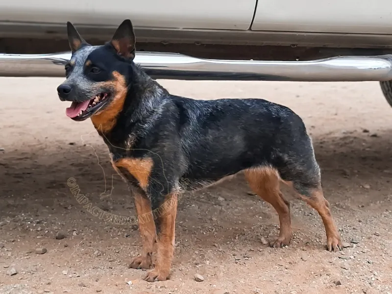 Australian Cattle Dog