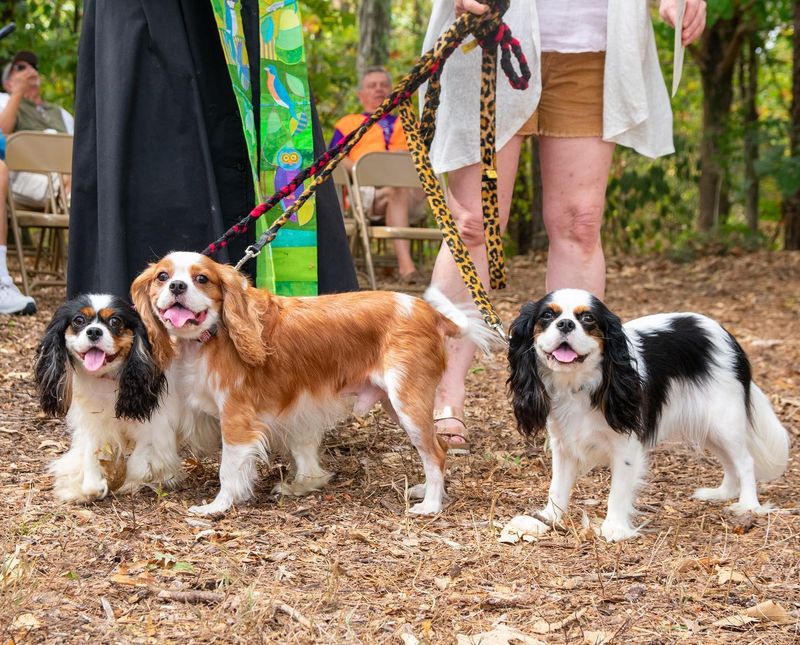 Cavalier King Charles Spaniel