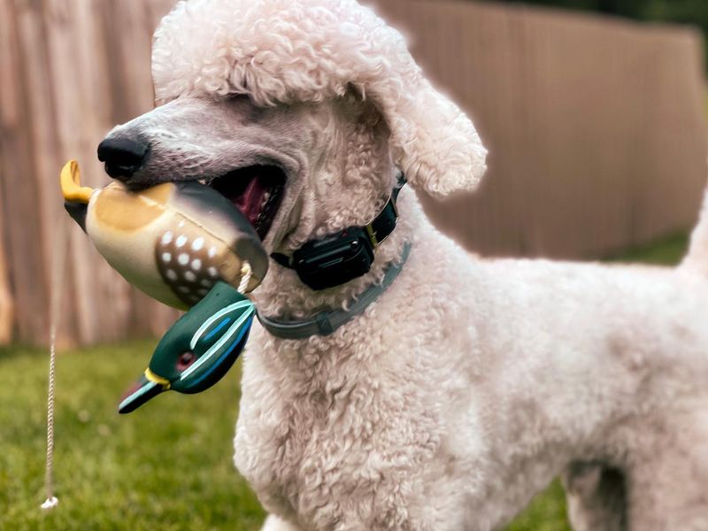 Poodle