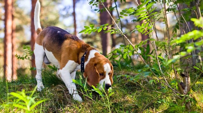 Beagle
