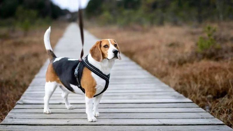 Beagle