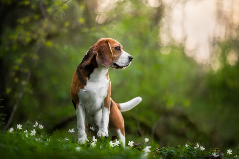Beagle