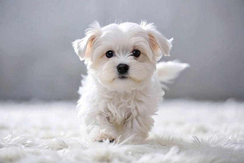 Maltese