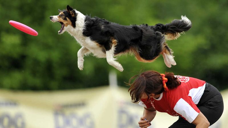 Border Collie