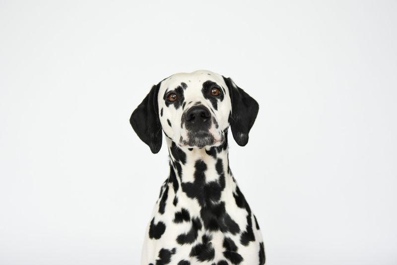 Dalmatian