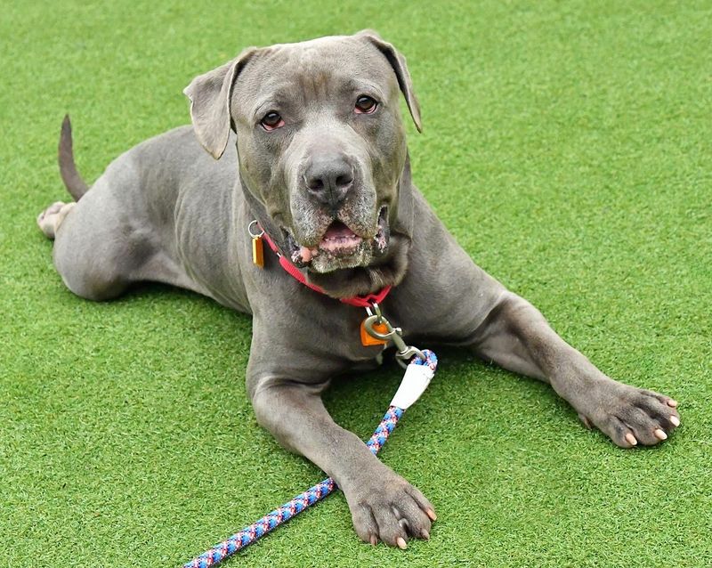 Mastiff