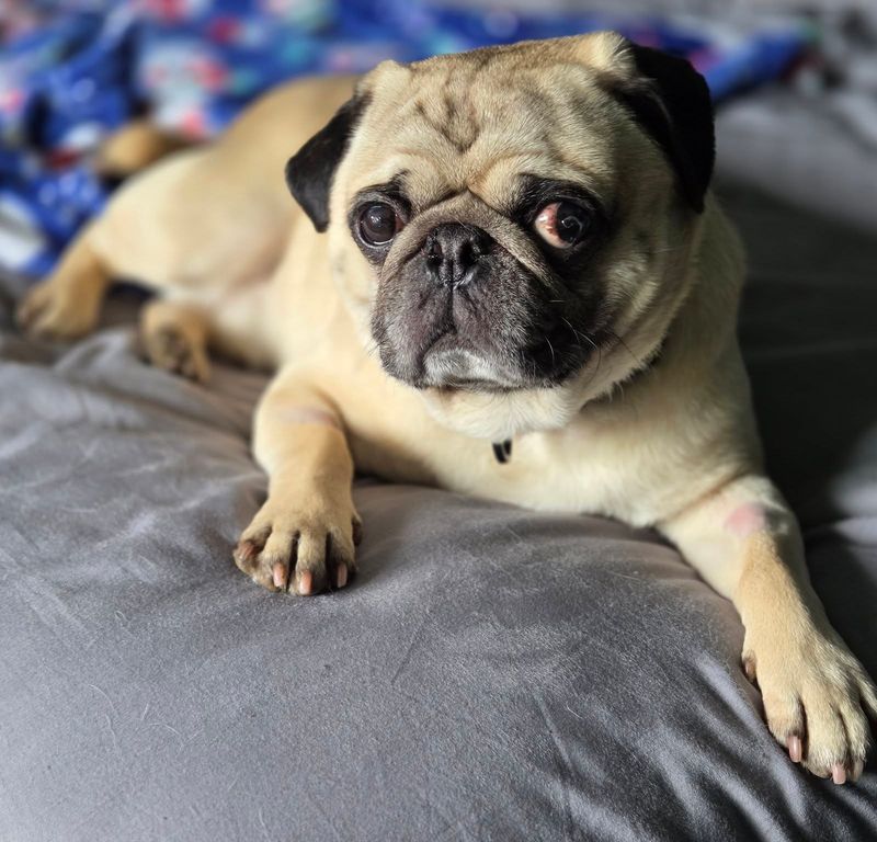 Pug