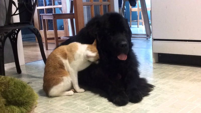 Newfoundland