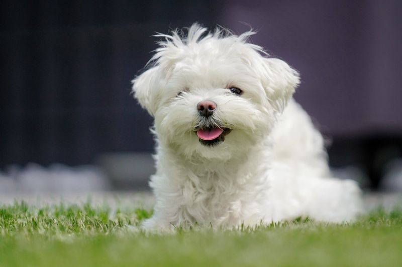Maltese