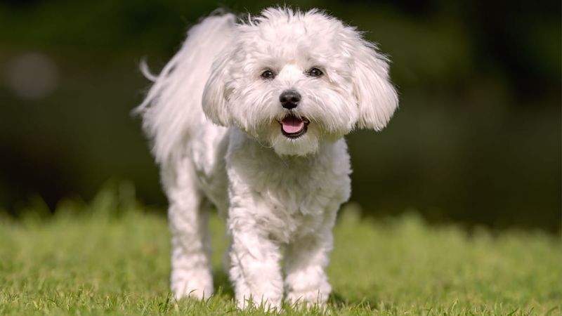 Maltese