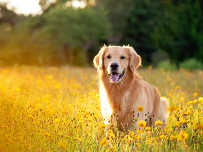 Golden Retriever