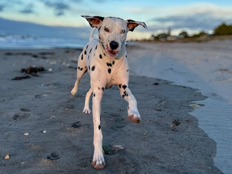 Dalmatian