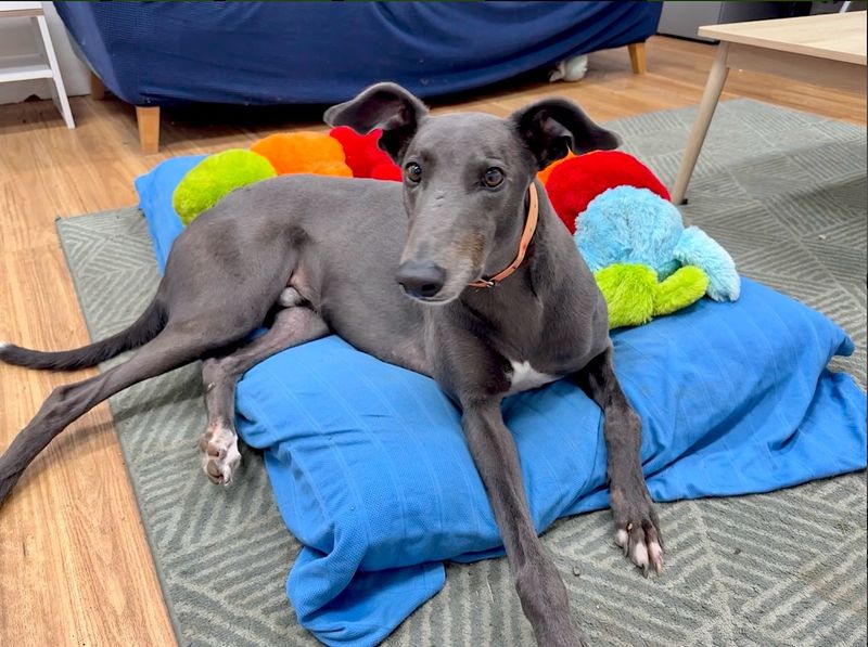 Greyhound