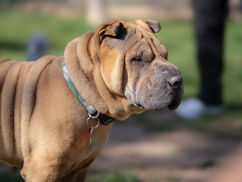 Shar Pei